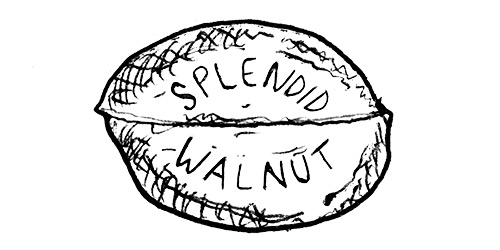 horrible-logos-splendid-walnut